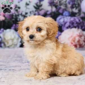 Asher, Cavachon Puppy